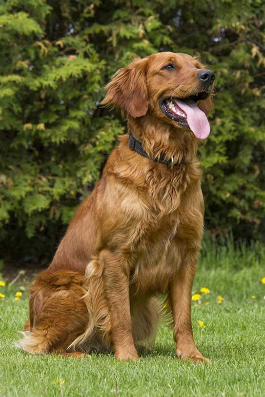 Canadian Kennel Club Club Canin Canadien