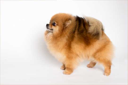 ckc pomeranian