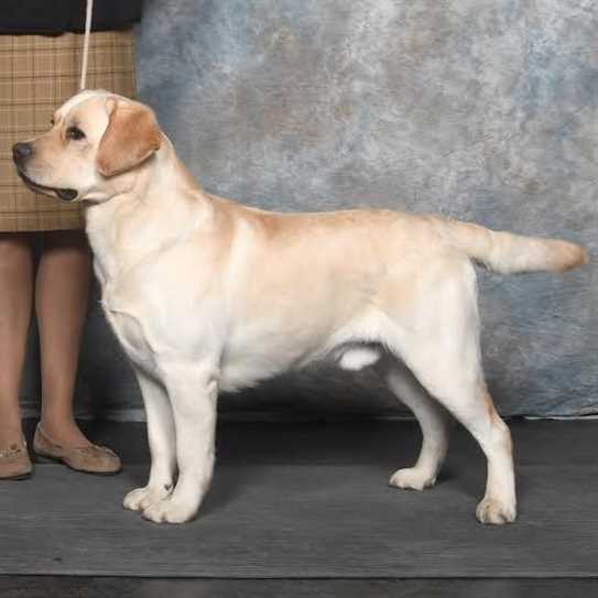 ckc labrador retriever