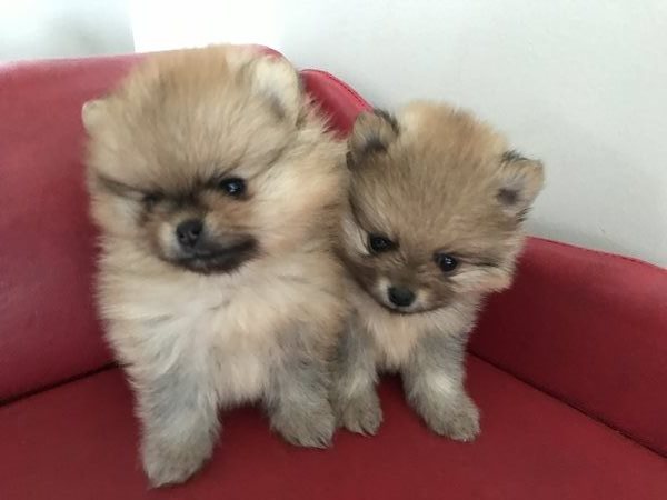 Ckc pomeranian outlet
