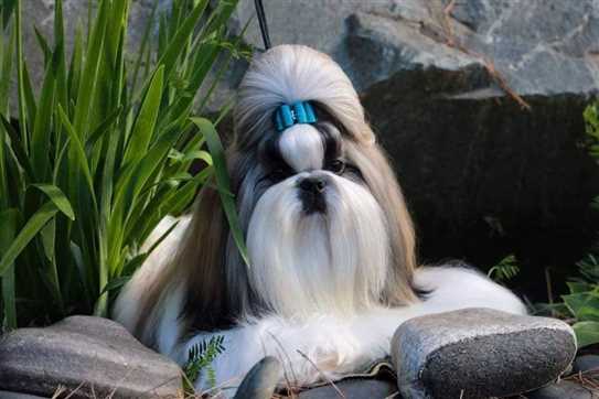 ckc shih tzu