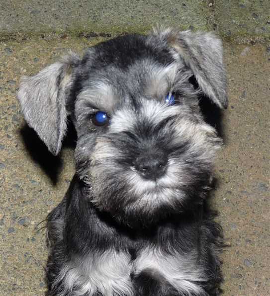 kennel club schnauzer breeders