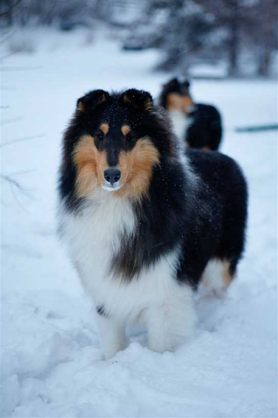 Canadian Kennel Club Club Canin Canadien