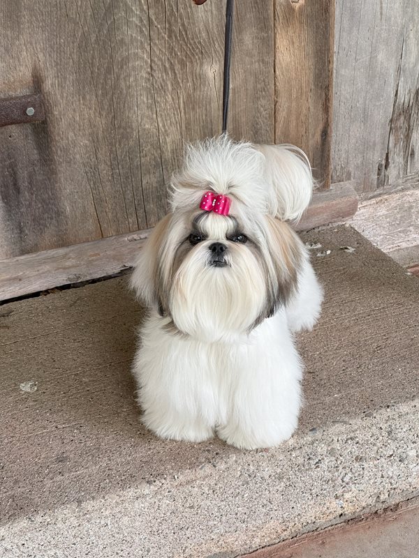 Canadian Kennel Club | Club Canin Canadien