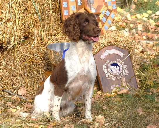 caramel springer spaniel