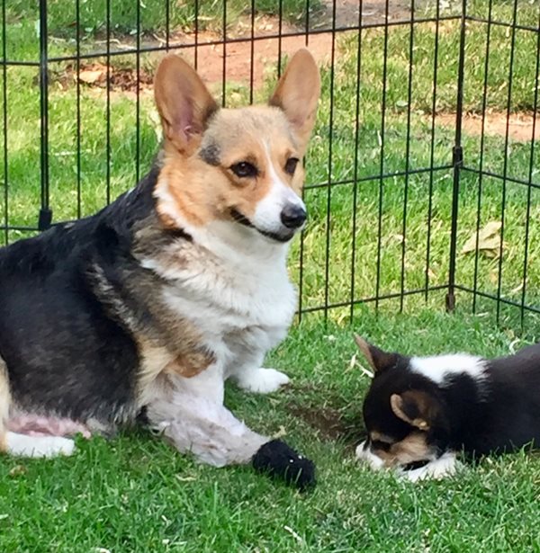 Canadian Kennel Club Club Canin Canadien