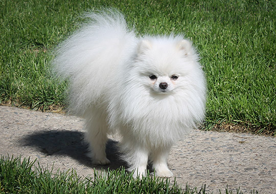 ckc pomeranian