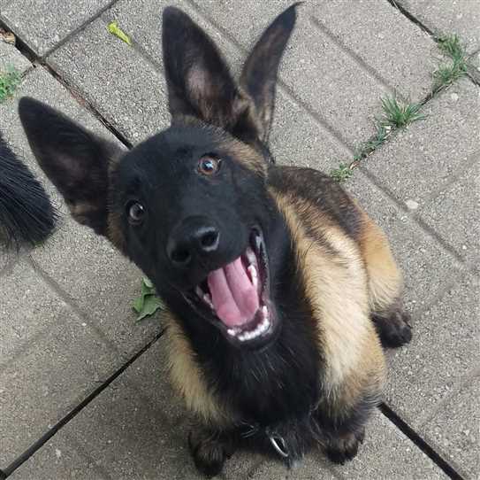 Belgian shepherd malinois puppy for sale cheap