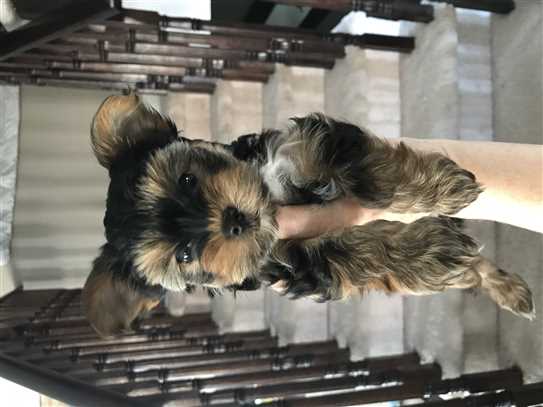 Ckc yorkie sales breeders