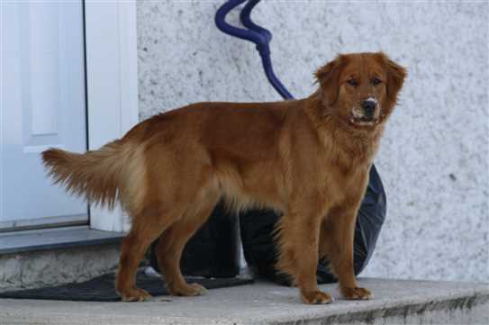 Canadian Kennel Club Club Canin Canadien