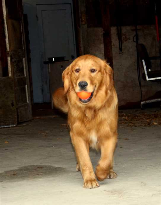 Ckc Golden Retriever Breeders 2024 www.horepnicko.cz