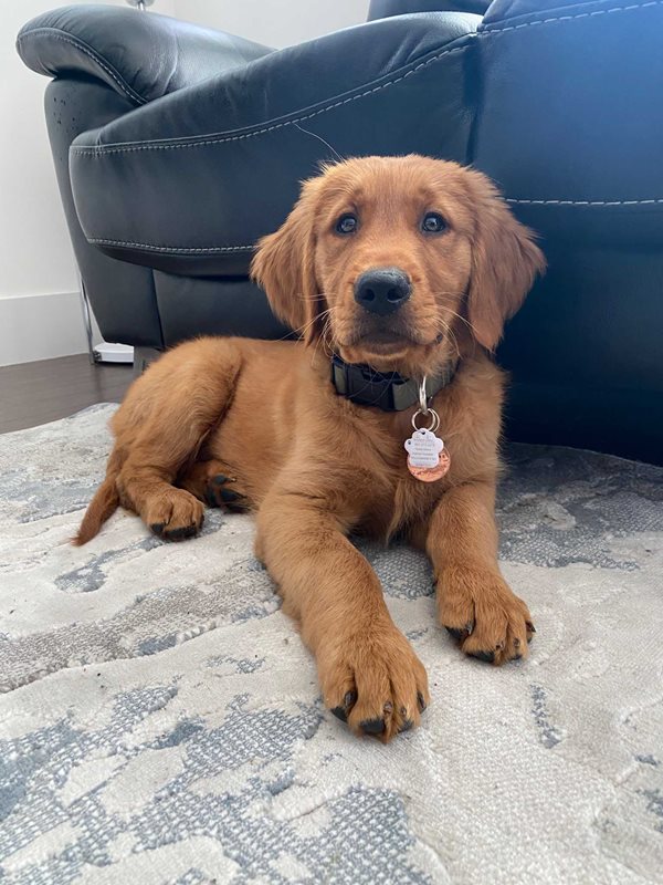 Canadian Kennel Club Club Canin Canadien