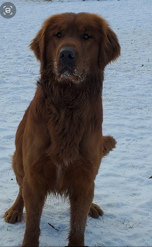 Canadian Kennel Club Club Canin Canadien