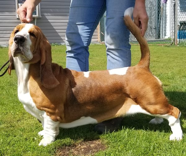 Ckc basset hound sales puppies for sale