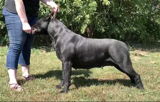 Ckc cane corso 2025