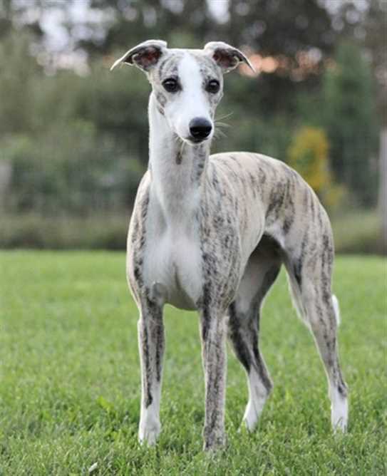 wunder whippets