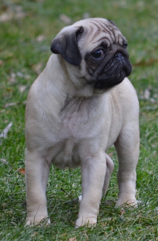 Ckc shop pug breeders