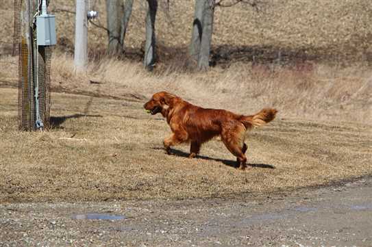 Canadian Kennel Club Club Canin Canadien