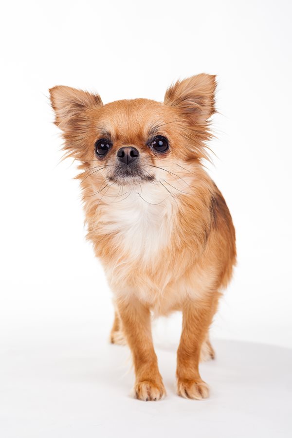 Canadian Kennel Club | Club Canin Canadien
