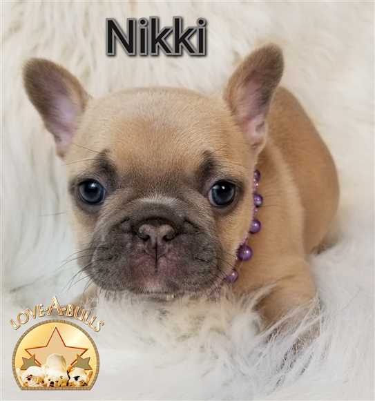 Canadian Kennel Club Club Canin Canadien