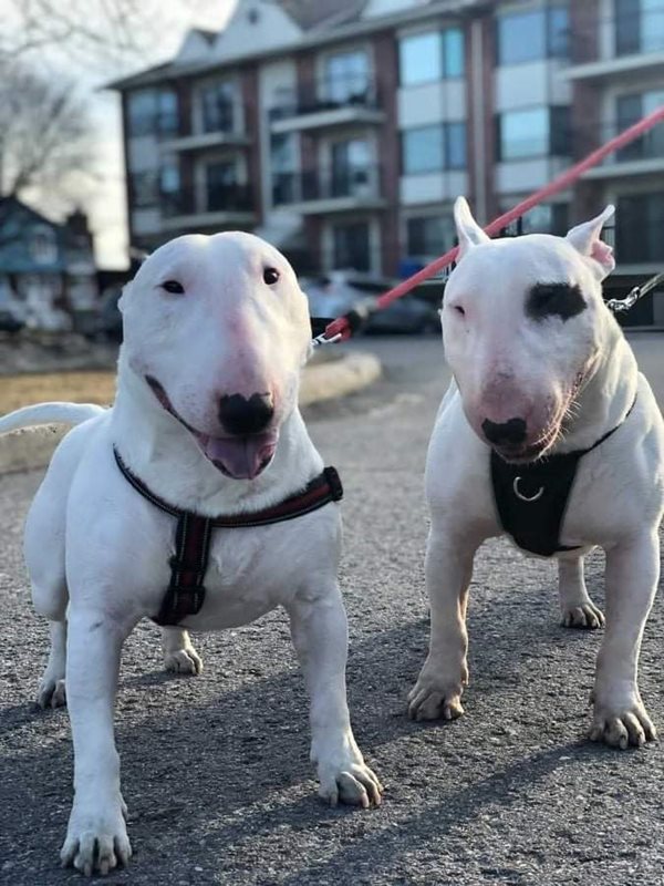 Bull deals terrier kennels