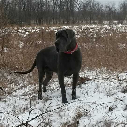 Canadian Kennel Club Club Canin Canadien