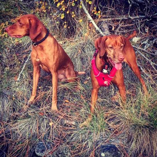 Canadian Kennel Club Club Canin Canadien