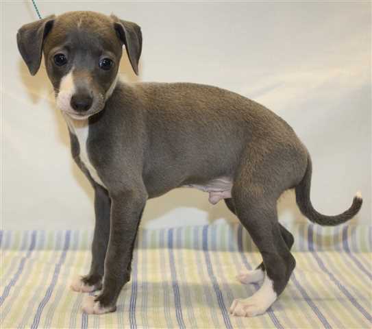 Italian sales greyhound canada