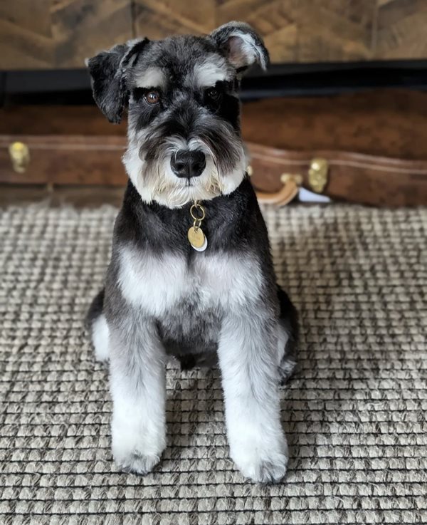 Canadian Kennel Club Club Canin Canadien