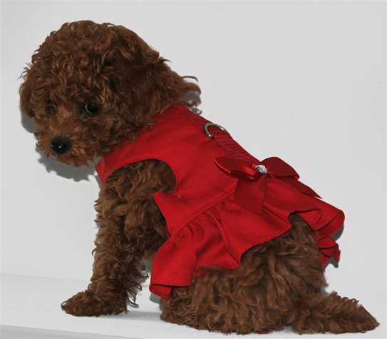 Ckc toy poodle breeders shop