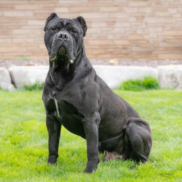 Ruff house kennel cane clearance corso