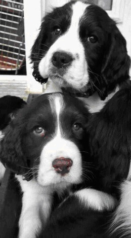 Canadian Kennel Club Club Canin Canadien