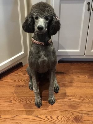 ckc standard poodle puppies for sale