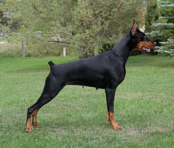 Ckc doberman puppies for sale store