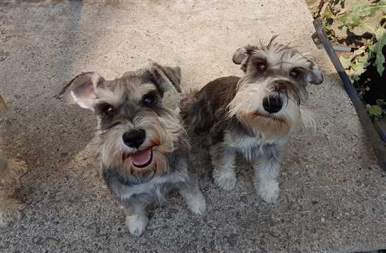 ckc miniature schnauzer