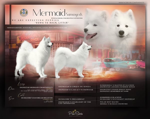 Snowfire samoyeds hot sale