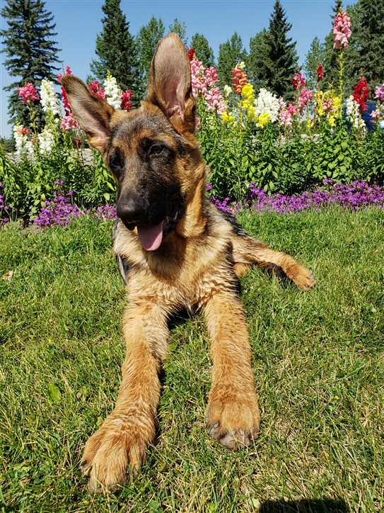 von aries german shepherds