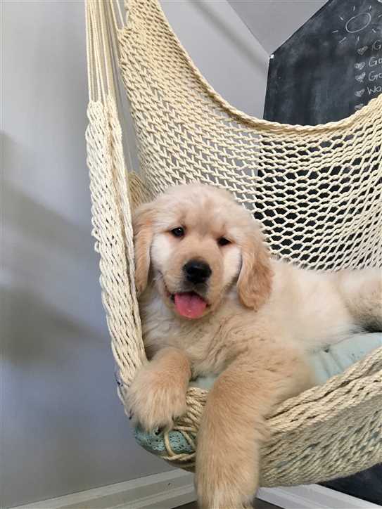 Canadian Kennel Club Club Canin Canadien