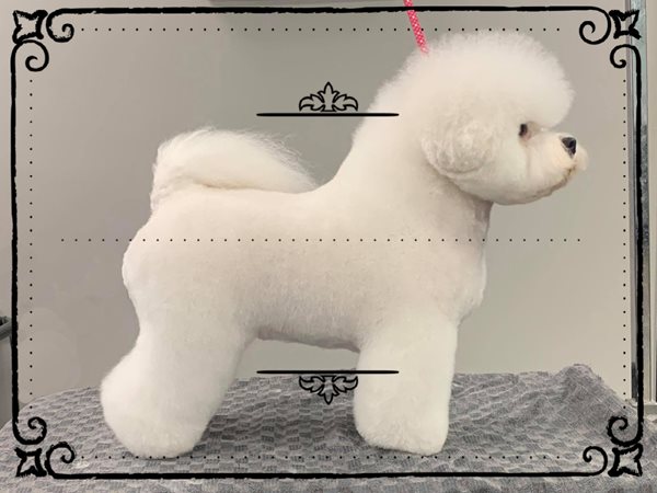 Ckc bichon shop frise breeders