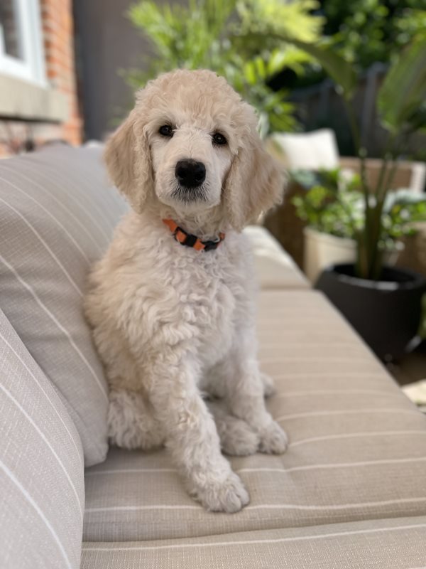 Ckc standard poodle cheap puppies for sale