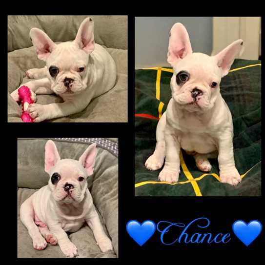 Ckc french bulldog puppies for sale clearance