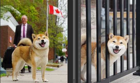 hua beau shiba inu