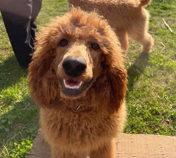 Kennel club sales standard poodle puppies