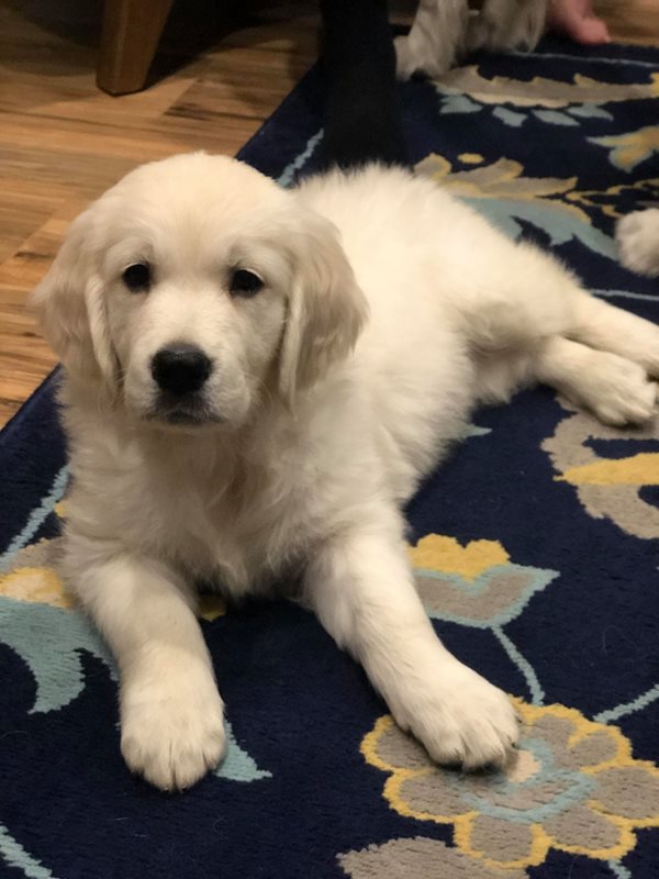 Canadian Kennel Club Club Canin Canadien