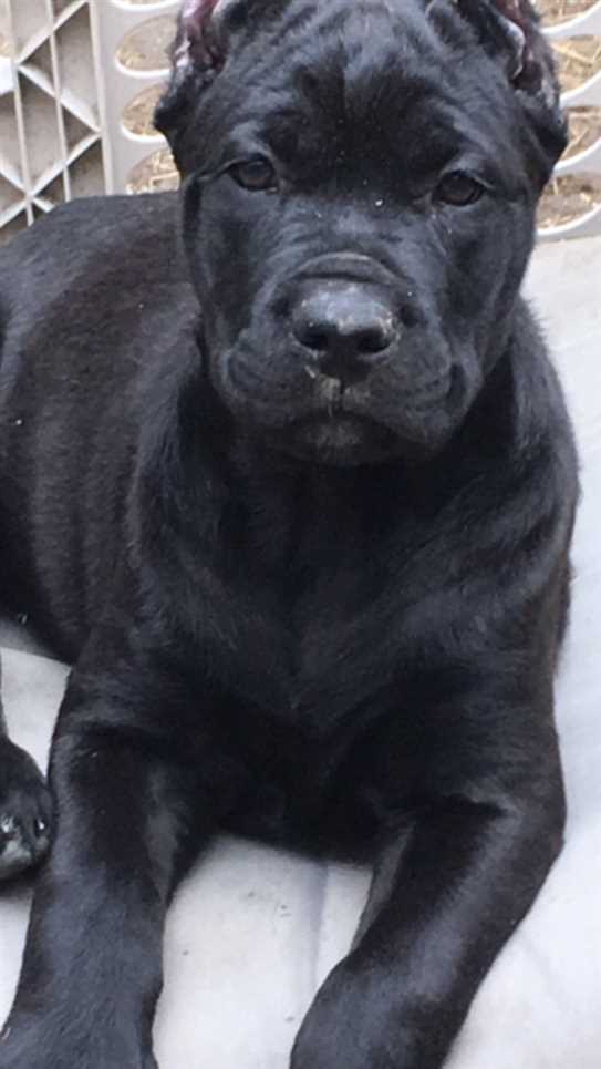 Canadian Kennel Club Club Canin Canadien