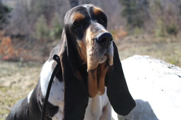 Canadian Kennel Club Club Canin Canadien