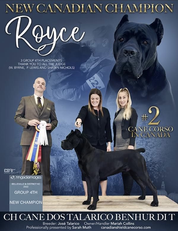 Canadian kennel club registered deals breeders