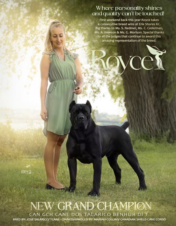 Canadian Kennel Club Club Canin Canadien