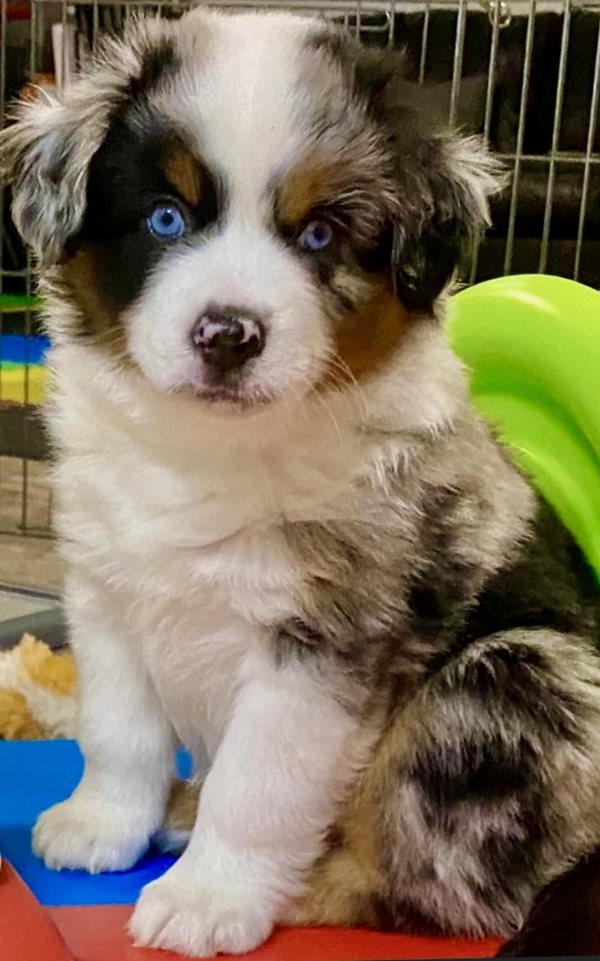 Lil wonders shop mini aussies