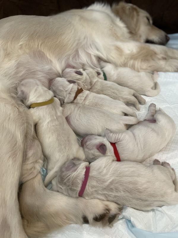 Canadian Kennel Club Club Canin Canadien